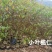 小叶榄仁（8公分袋）