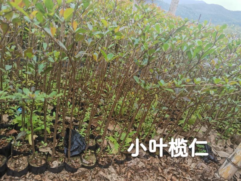小叶榄仁（8公分袋）
