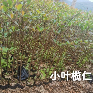 小叶榄仁（8公分袋）