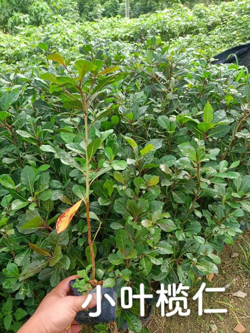 小叶榄仁（8公分袋）