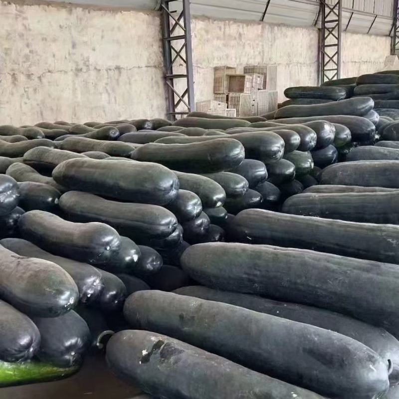 黑皮冬瓜大量上市供应产地直发一手货源批发量大优惠