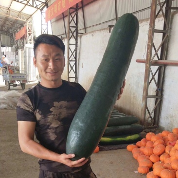 黑皮冬瓜大量上市供应产地直发一手货源批发量大优惠