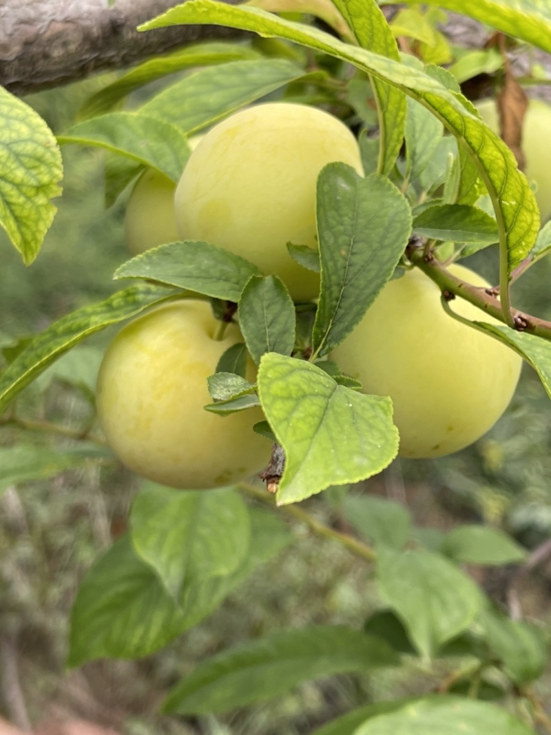 汉源桃花李（爆汁的甜）