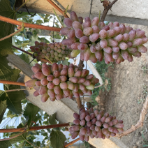 本地大量茉莉香上市，色泽鲜艳，口感香脆，回味无穷