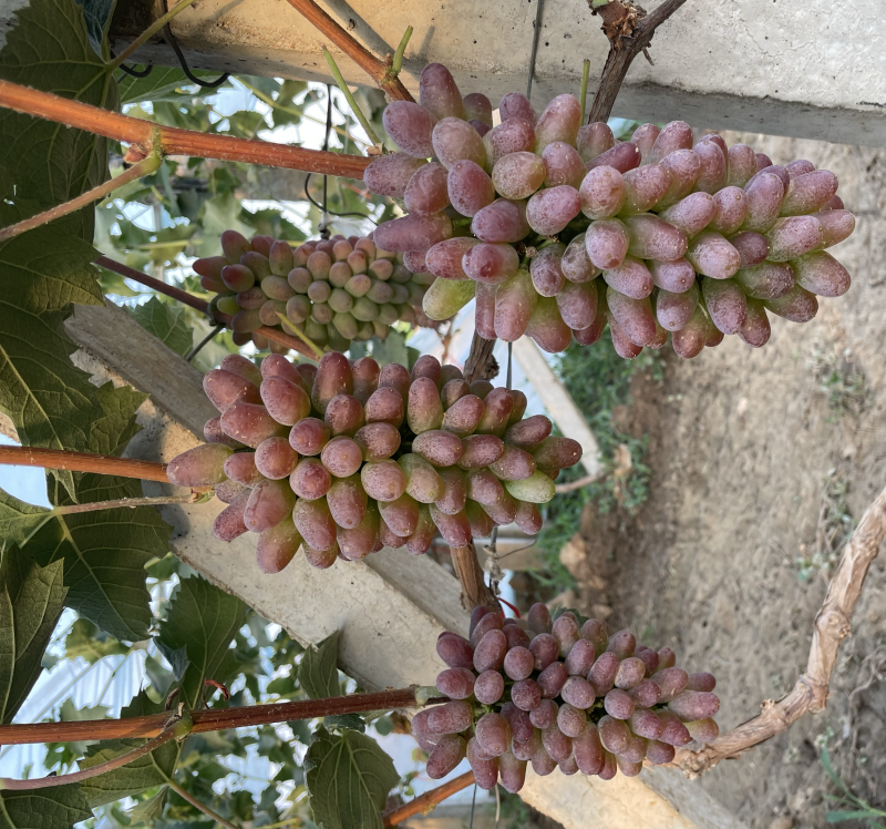 本地大量茉莉香上市，色泽鲜艳，口感香脆，回味无穷