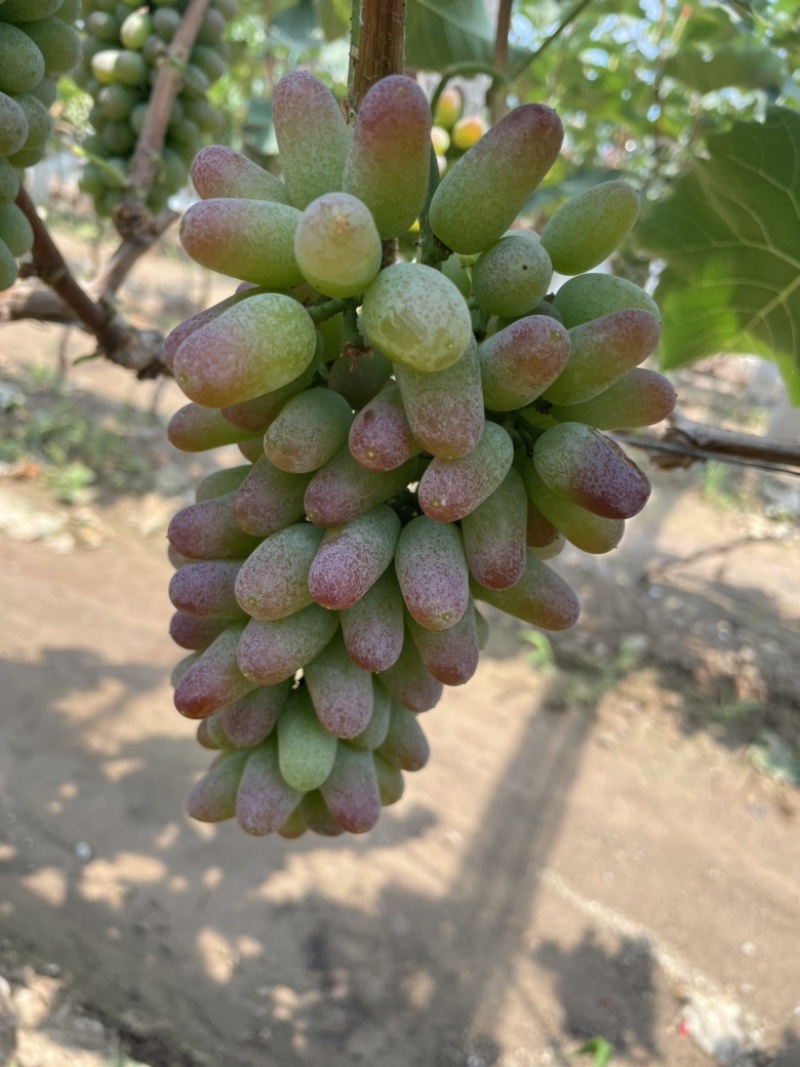 本地大量茉莉香上市，色泽鲜艳，口感香脆，回味无穷