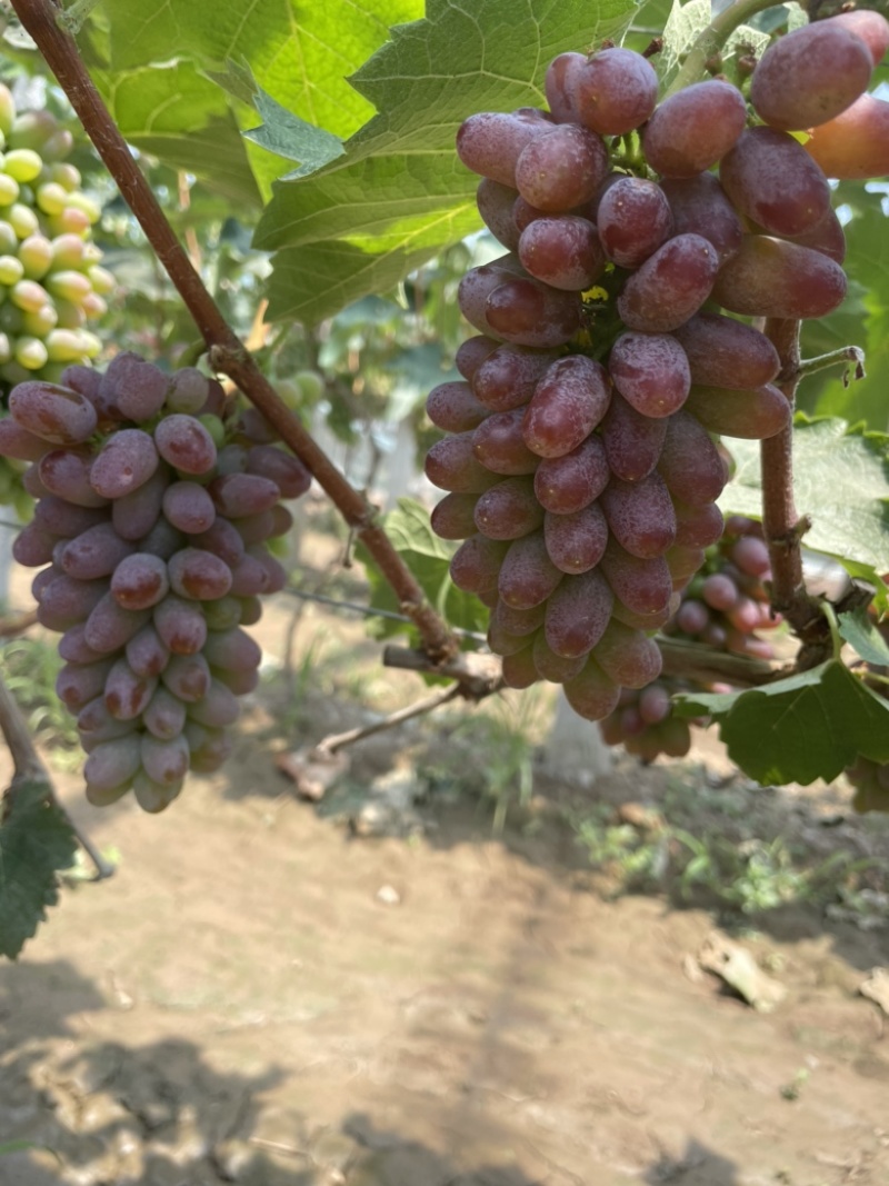 本地大量茉莉香上市，色泽鲜艳，口感香脆，回味无穷