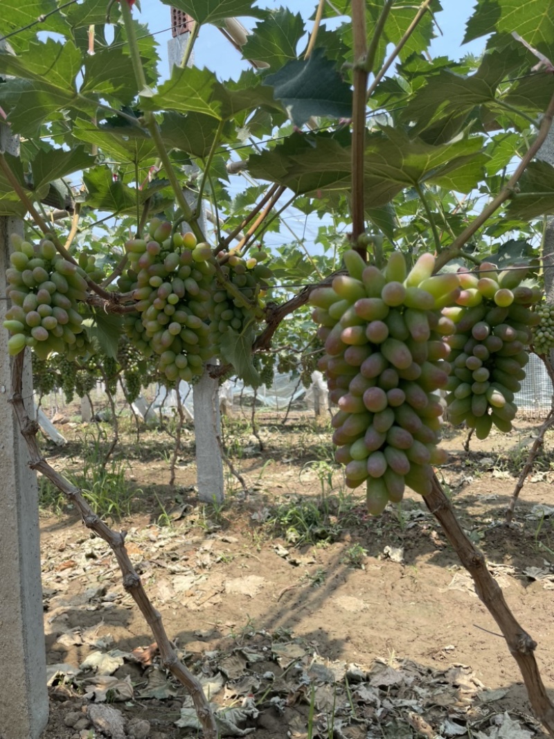 本地大量茉莉香上市，色泽鲜艳，口感香脆，回味无穷