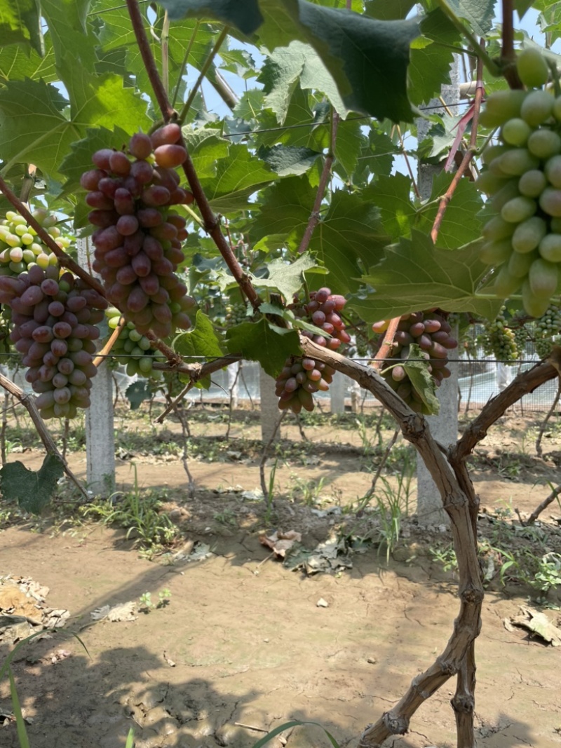 本地大量茉莉香上市，色泽鲜艳，口感香脆，回味无穷