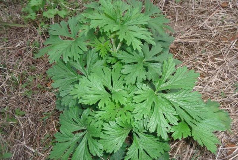 纯手工香艾茶陈年老茶茶香四溢正宗地道自家种植