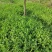 纯手工香艾茶陈年老茶茶香四溢正宗地道自家种植