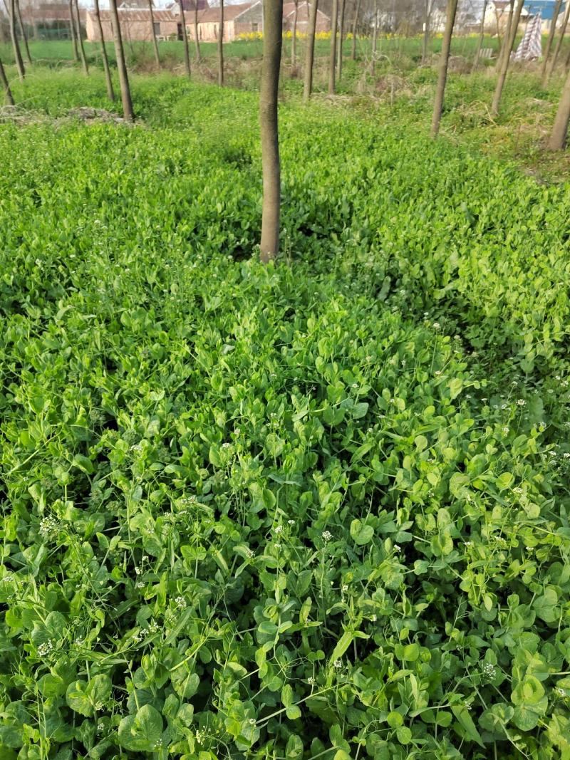 纯手工香艾茶陈年老茶茶香四溢正宗地道自家种植