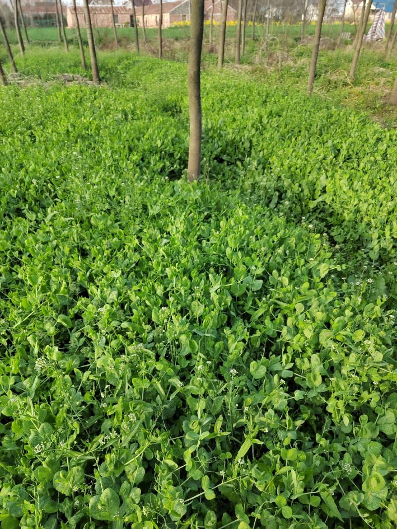 艾草中药草熏艾2年陈纯艾草2年陈艾杆艾草