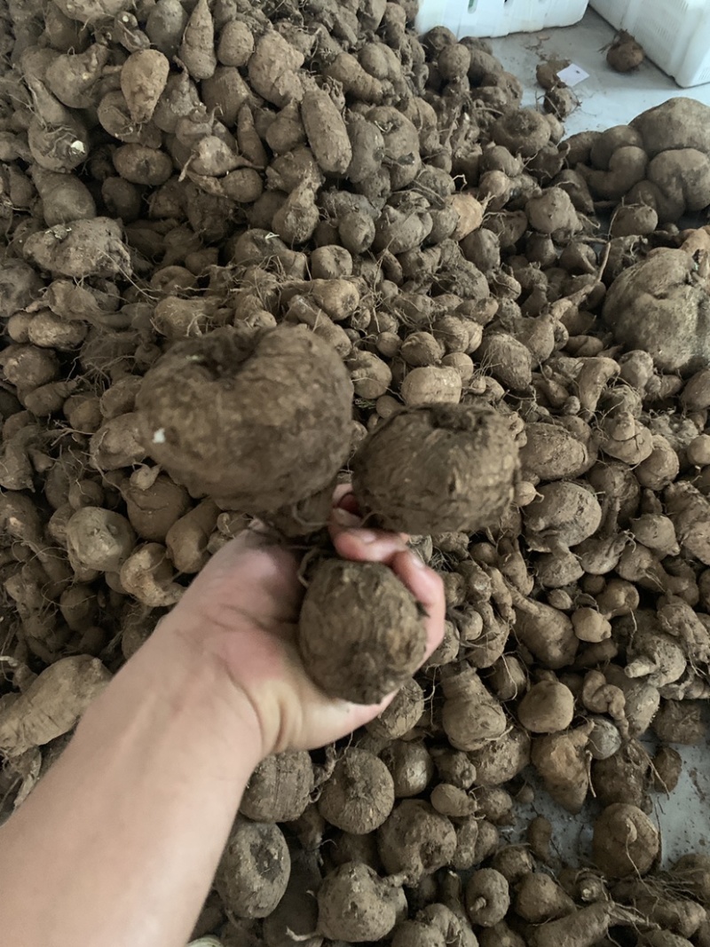 山乌龟，地不容，金不换，红藤白心15CM以下的货