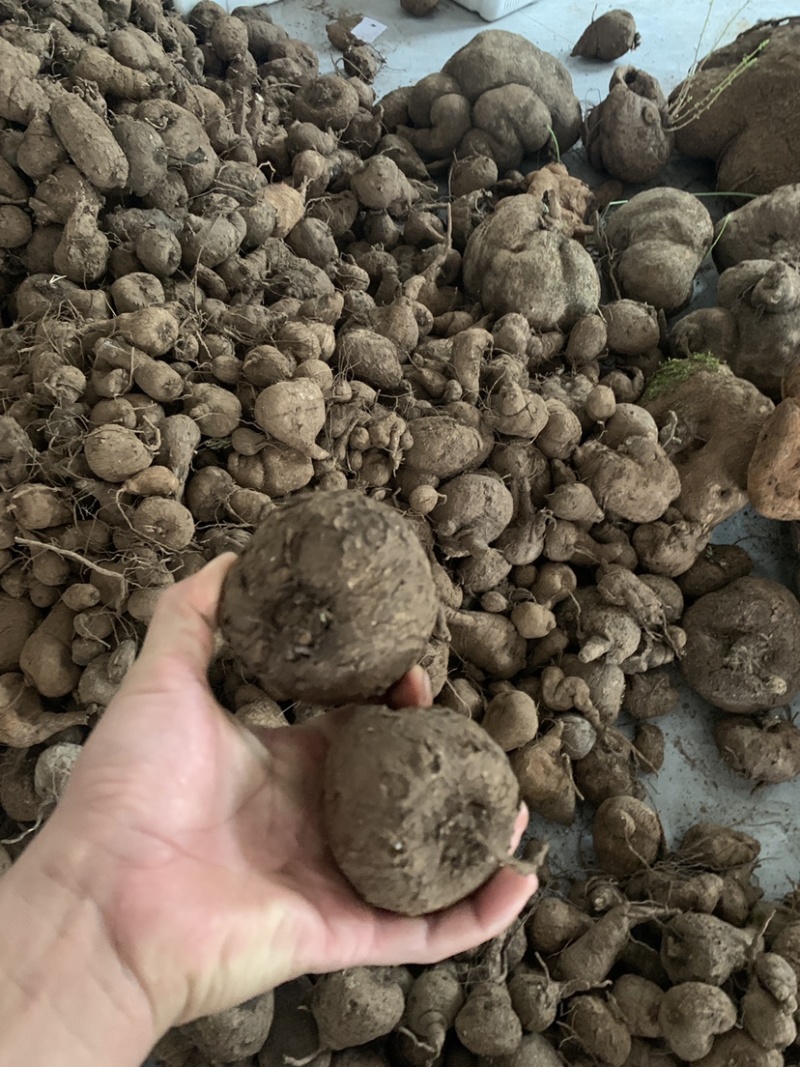 山乌龟，地不容，金不换，红藤白心15CM以下的货