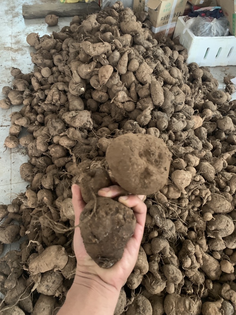 山乌龟，地不容，金不换，红藤白心15CM以下的货