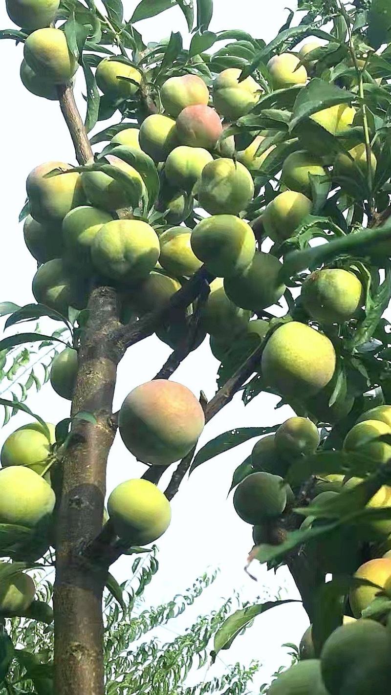 茵红李