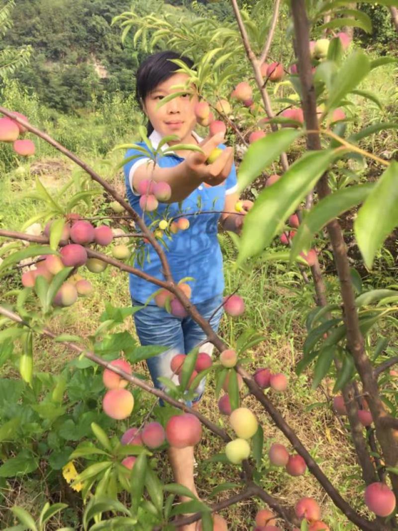 茵红李