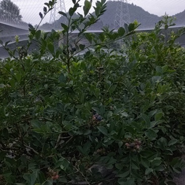 蓝莓