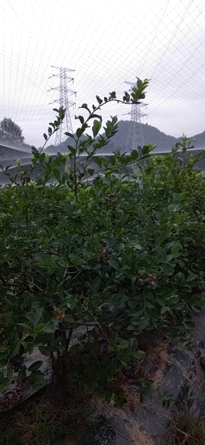 蓝莓