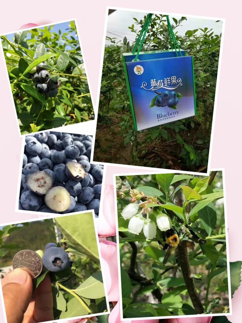 蓝莓