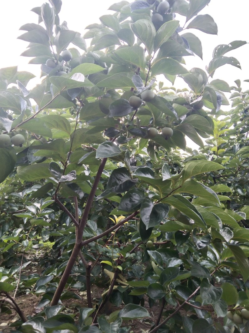 过两个月可以上市了，欢迎各地老板到桂林恭城采购，