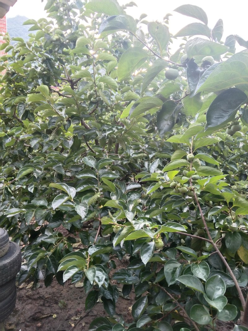 过两个月可以上市了，欢迎各地老板到桂林恭城采购，