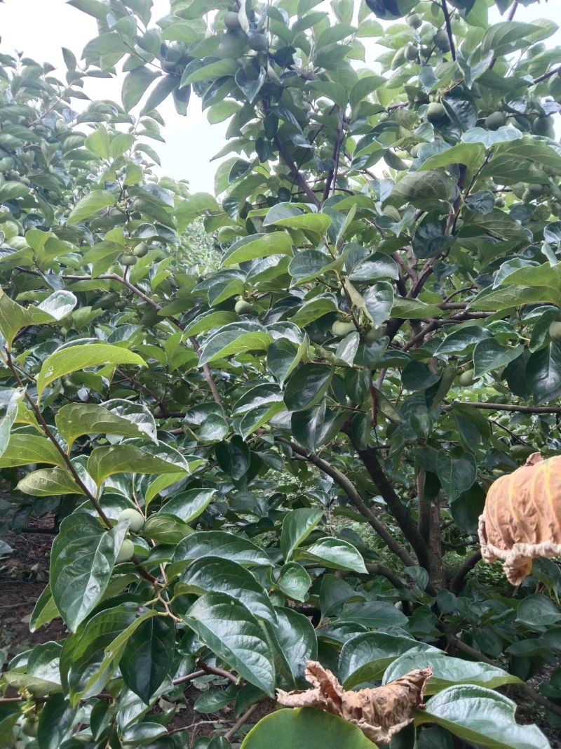 过两个月可以上市了，欢迎各地老板到桂林恭城采购，