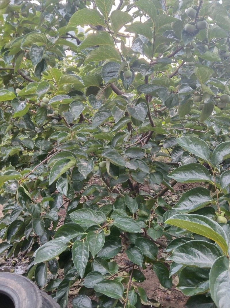 过两个月可以上市了，欢迎各地老板到桂林恭城采购，