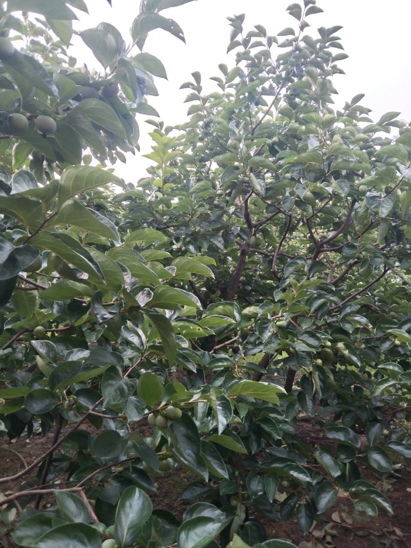 过两个月可以上市了，欢迎各地老板到桂林恭城采购，