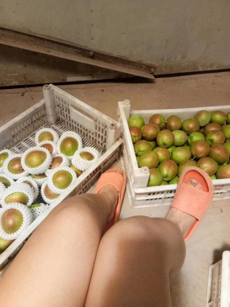 诚信商家]新梨七号精品梨果对接电商，批发商超市河北赵县