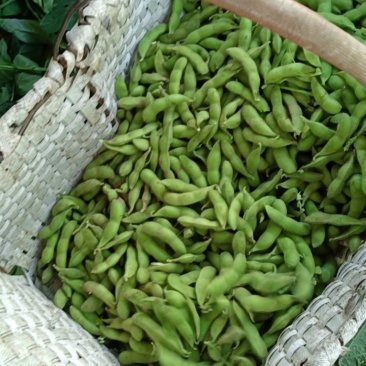 万亩精品中板翠绿宝毛豆大量上市