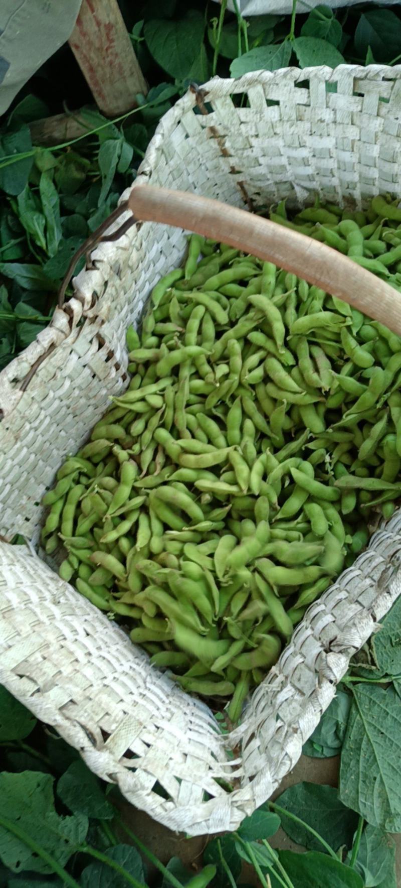 万亩精品中板翠绿宝毛豆大量上市