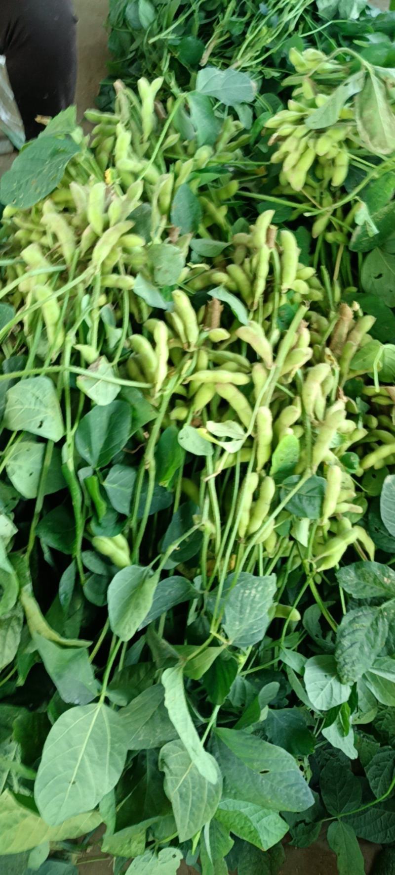 万亩精品中板翠绿宝毛豆大量上市