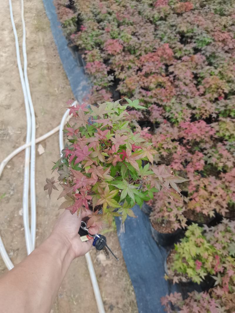 红枫-------日本