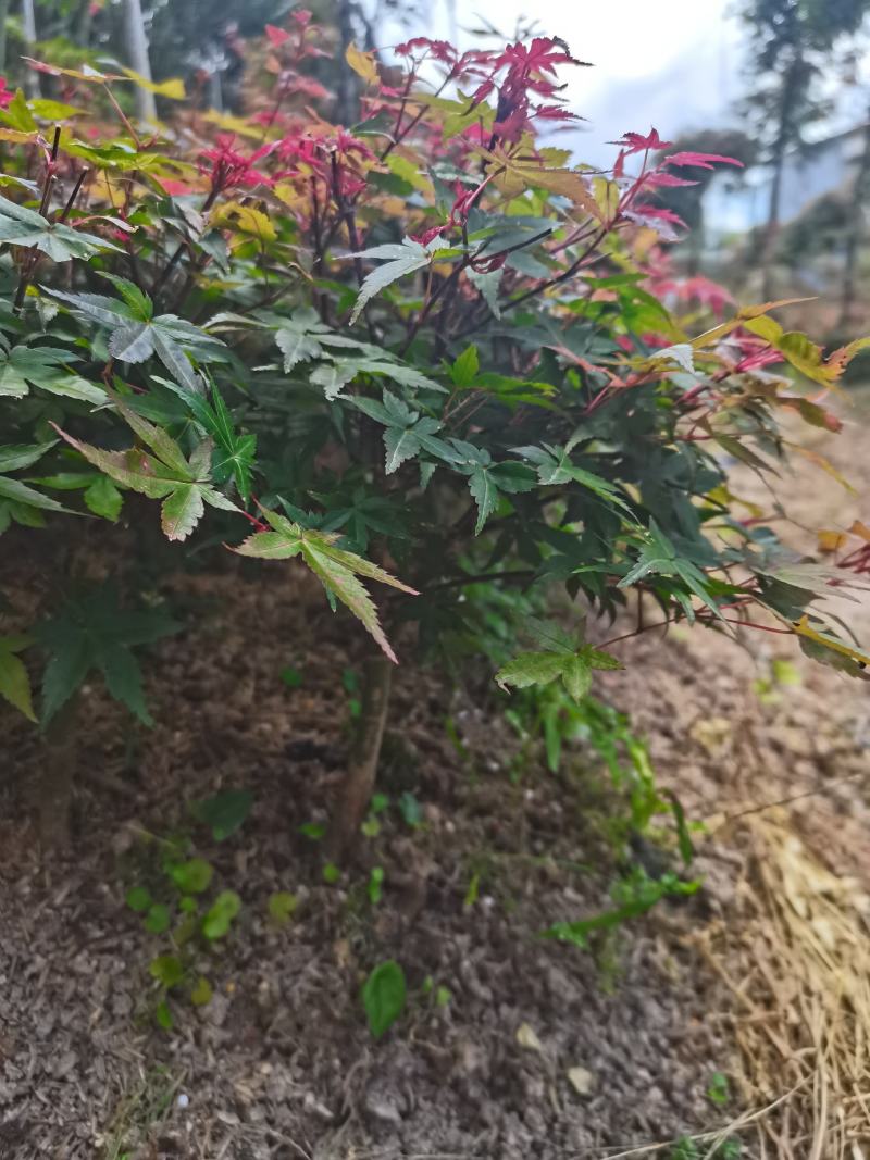 红枫-------日本