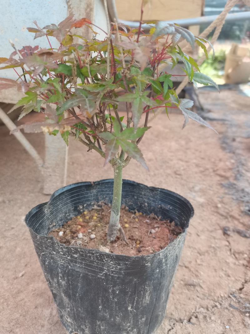红枫-------日本