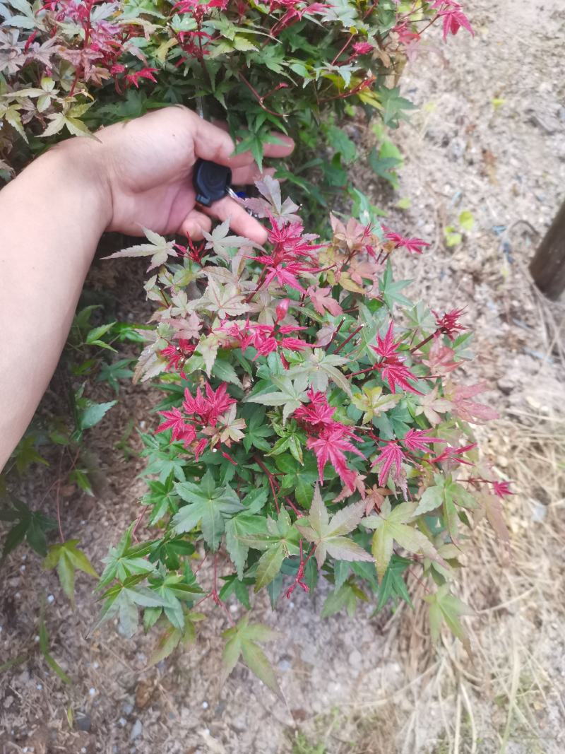 红枫-------日本
