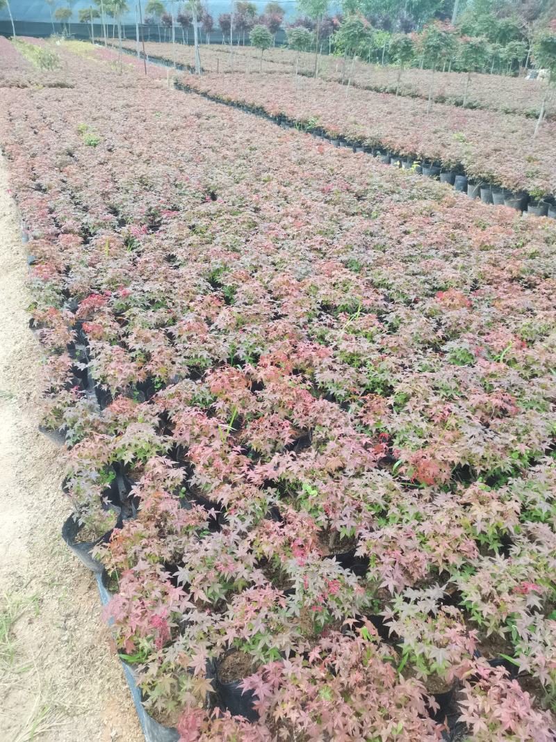 红枫-------日本