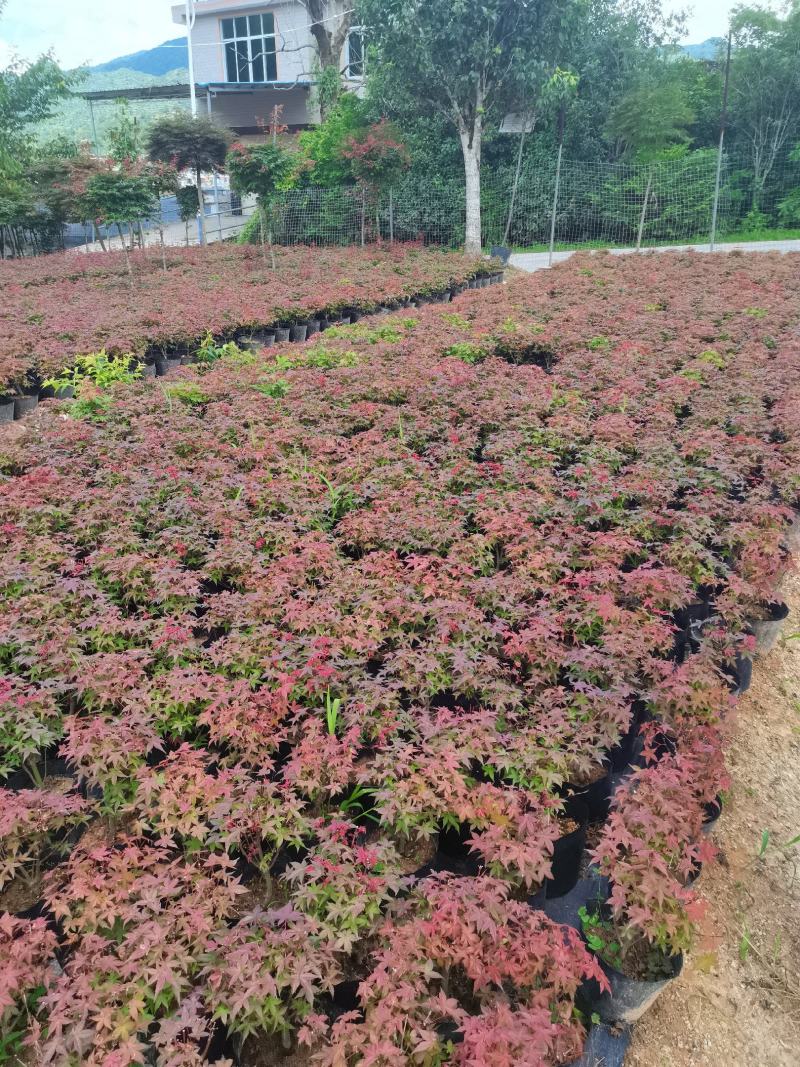 红枫-------日本