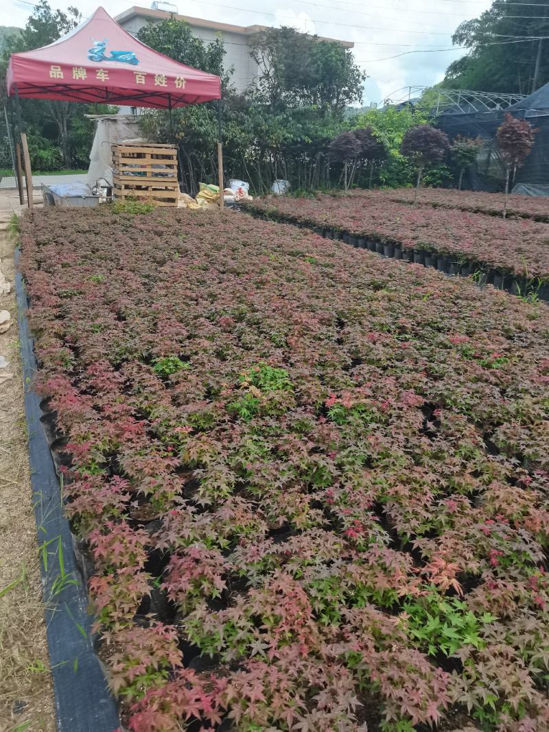 红枫-------日本