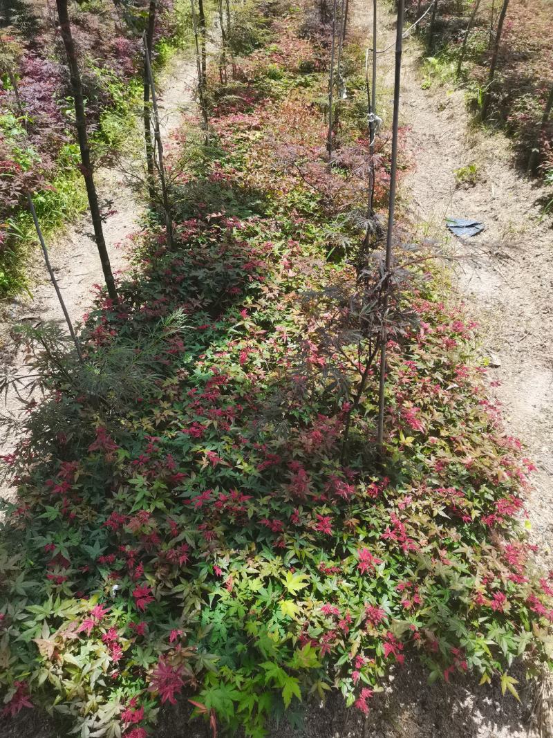 红枫-------日本