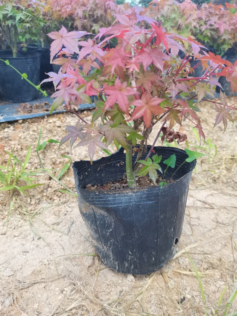 红枫-------日本
