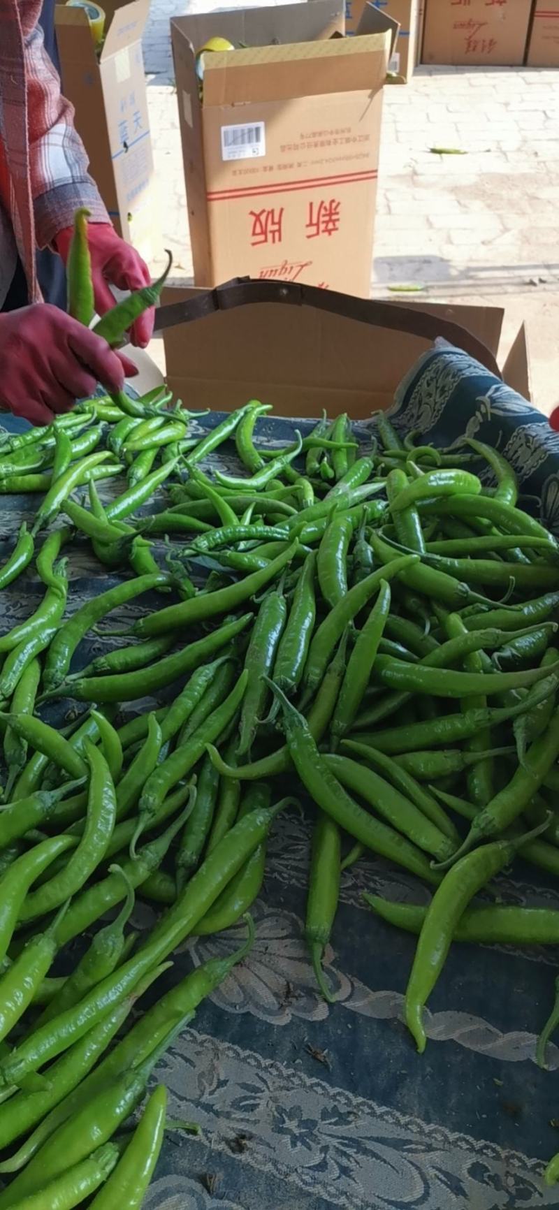 鲜青辣椒