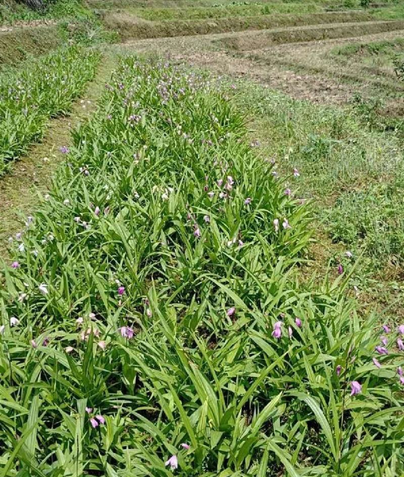 【推】白芨种苗大量出售一手货源批发零售都可以需要老板联系