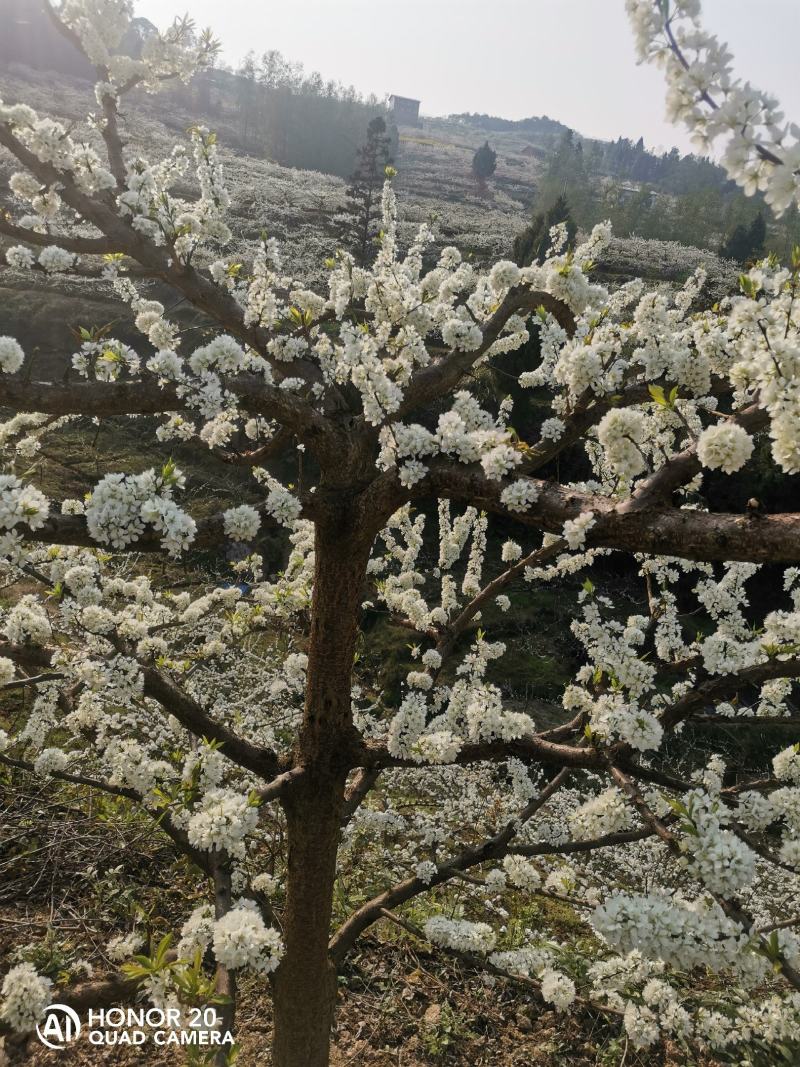脆红李