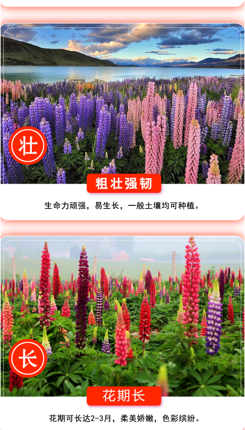 鲁冰花种子四季易活花籽羽扇豆种子多年生宿根花卉庭院室外