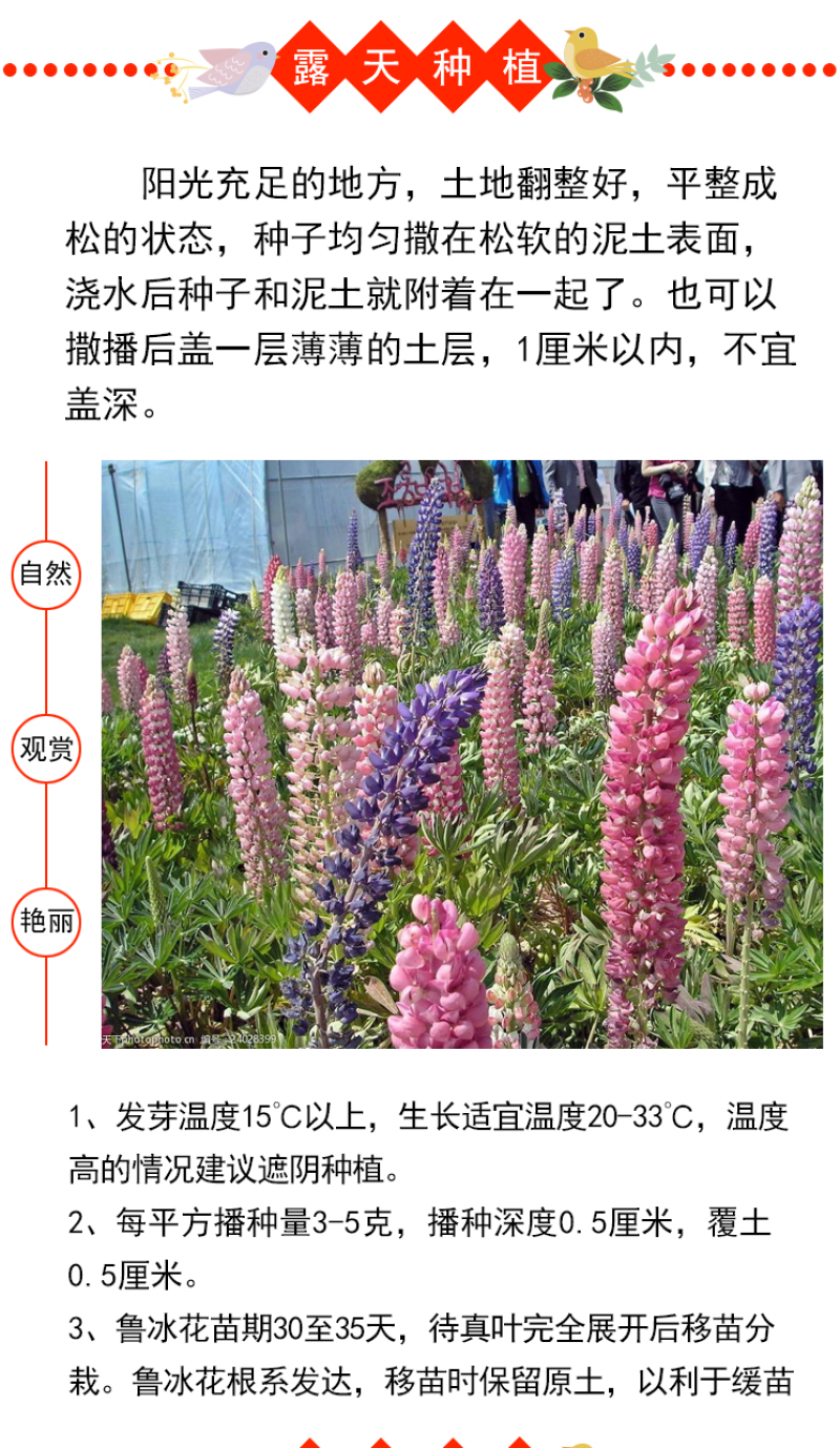 鲁冰花种子四季易活花籽羽扇豆种子多年生宿根花卉庭院室外
