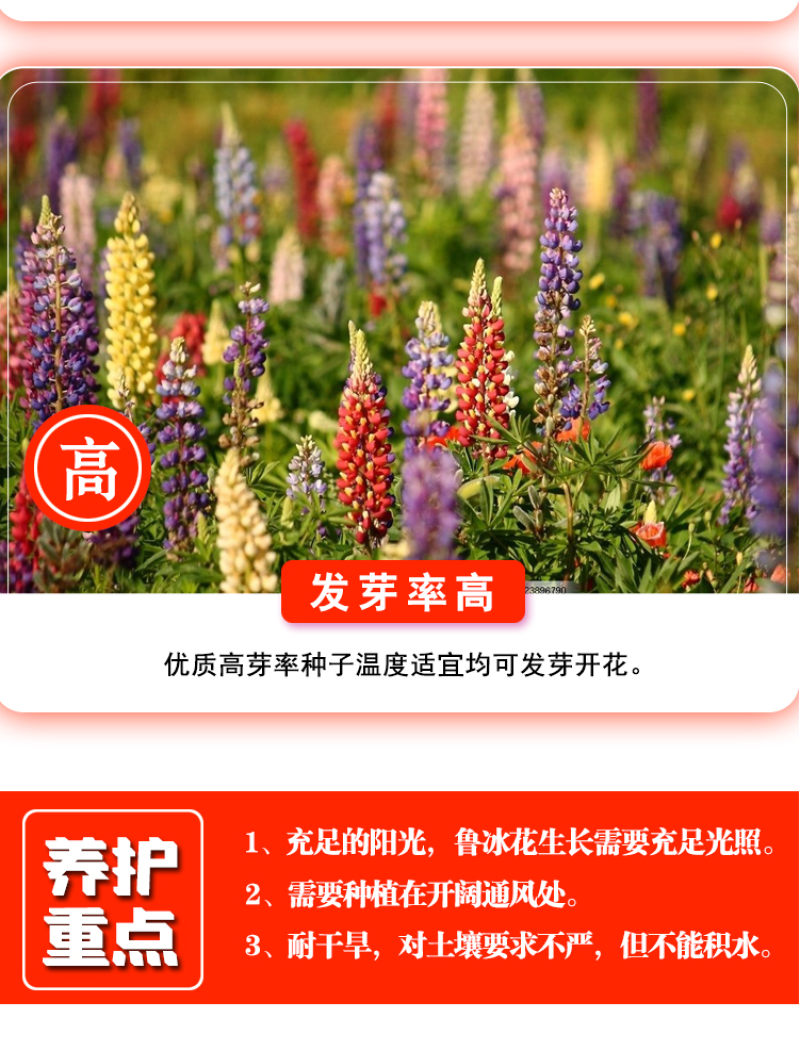 鲁冰花种子四季易活花籽羽扇豆种子多年生宿根花卉庭院室外