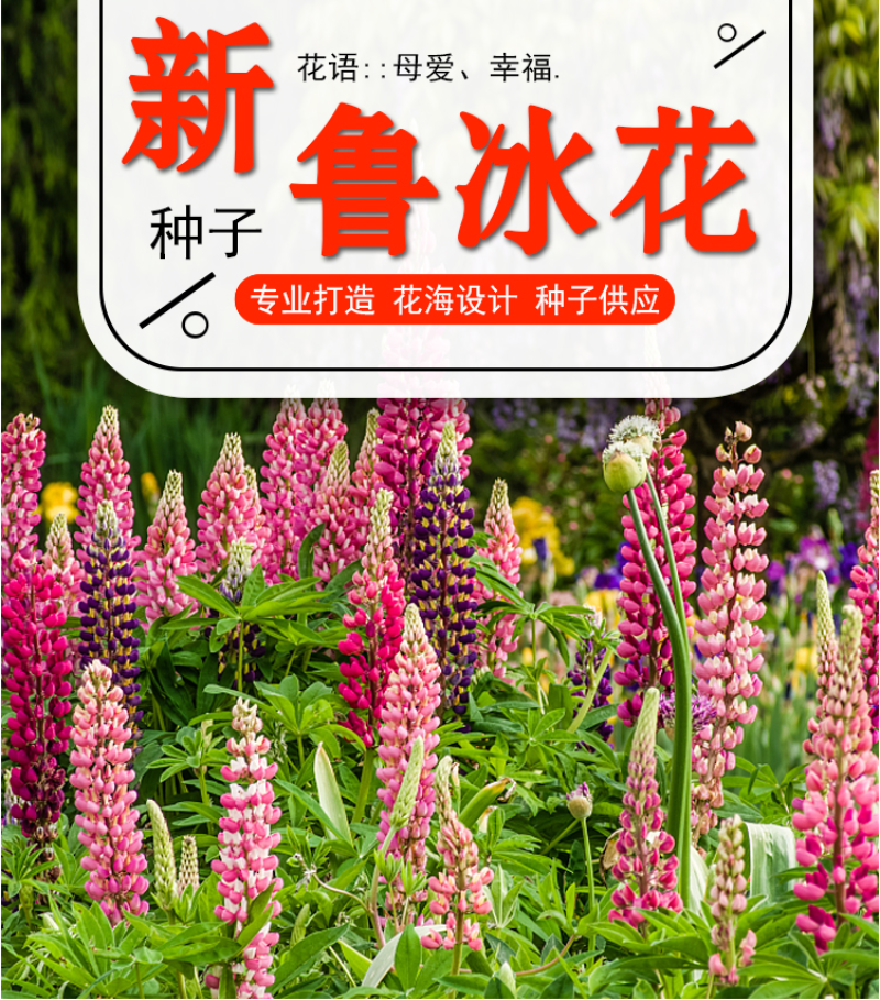 鲁冰花种子四季易活花籽羽扇豆种子多年生宿根花卉庭院室外